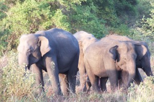 6824 Sri lankan elephants 3