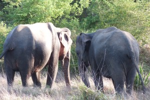 6824 sri lankan elephants